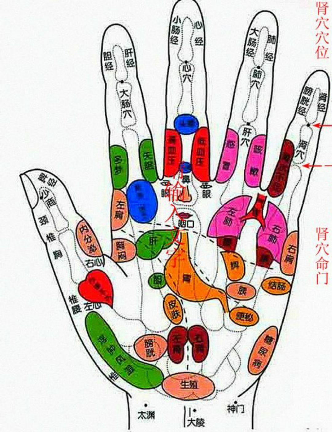 手腕一圈 哪里痛涂哪里或哪只手指疼痛,涂抹对应的那条经络 手背 手指